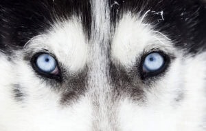 Picture has blue eyes of a husky.