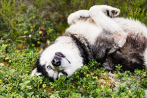Happy husky in summer