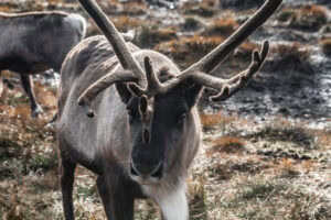 Picture of a reindeer.