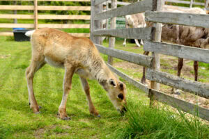 Picture shows a baby reindeer in a farm.