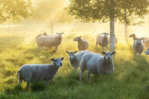 Herd of sheep